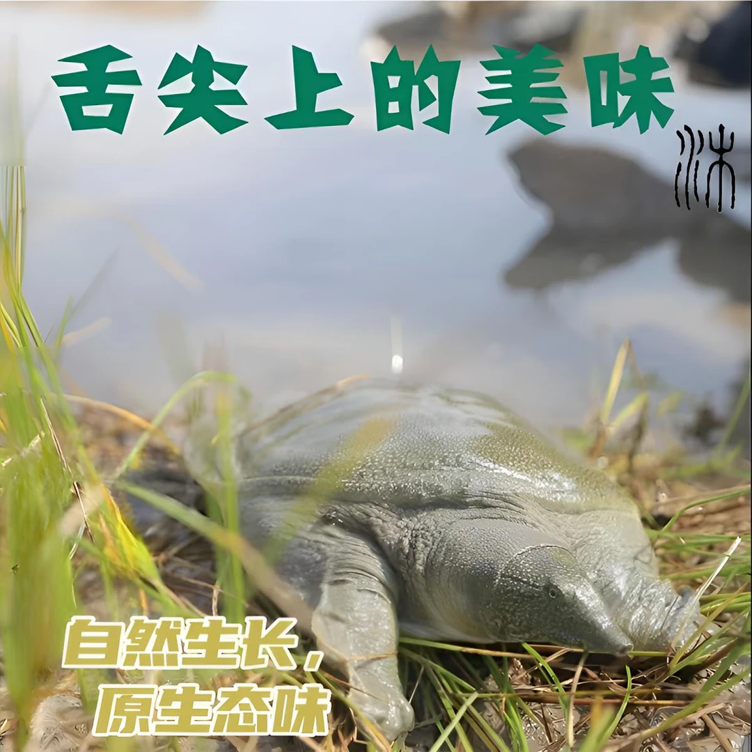 【5只5-6斤】外塘养殖放养青背甲鱼，包活包活包鲜L4