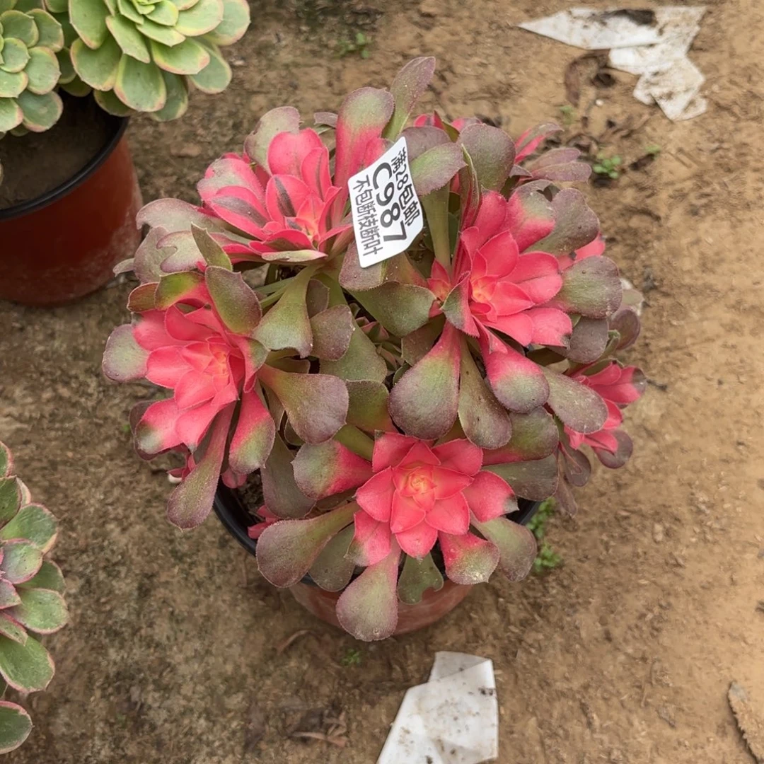 M. 987香妃有砍多肉1223