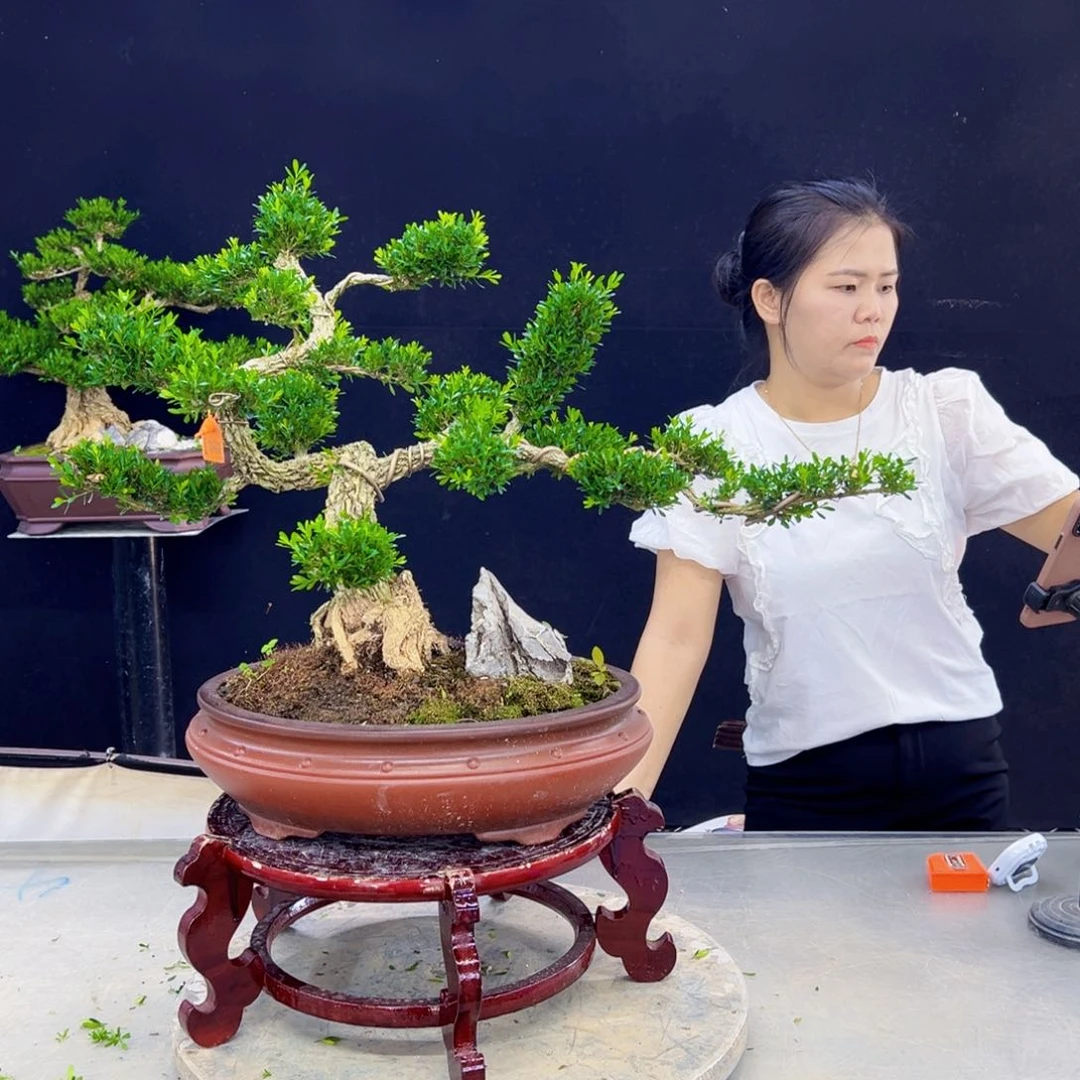 高端盆景艺术精品
