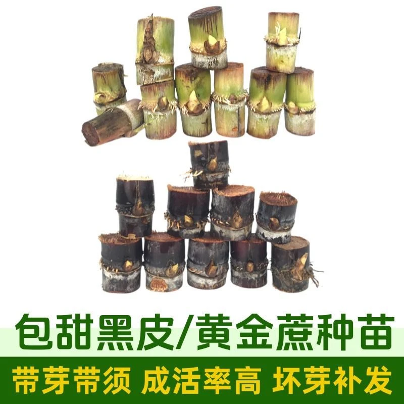 广西黑皮黄金甘蔗种苗高产节长易种活手撕水果甘蔗带芽带须黄皮薄
