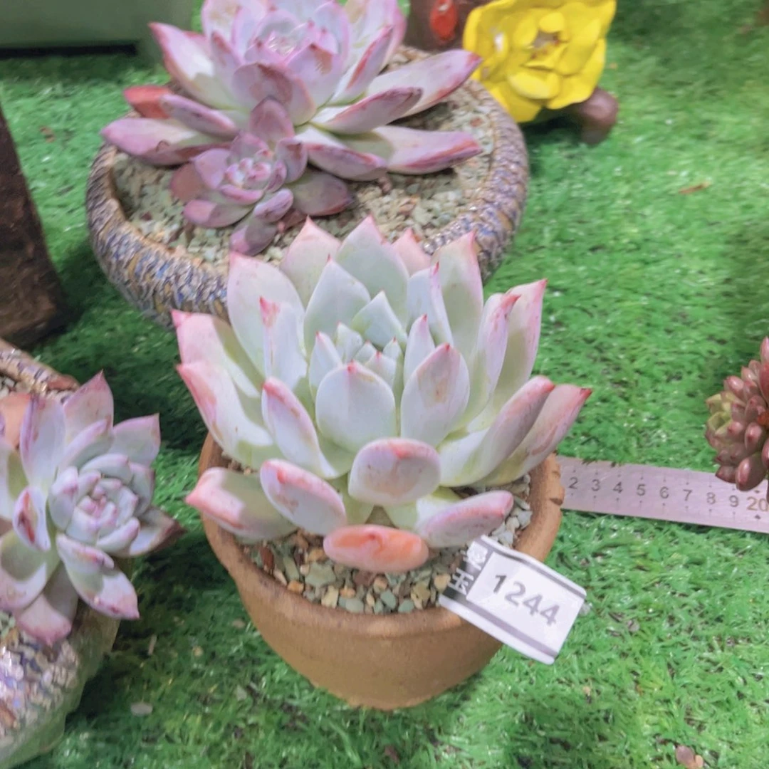 祖母绿多肉植物1244