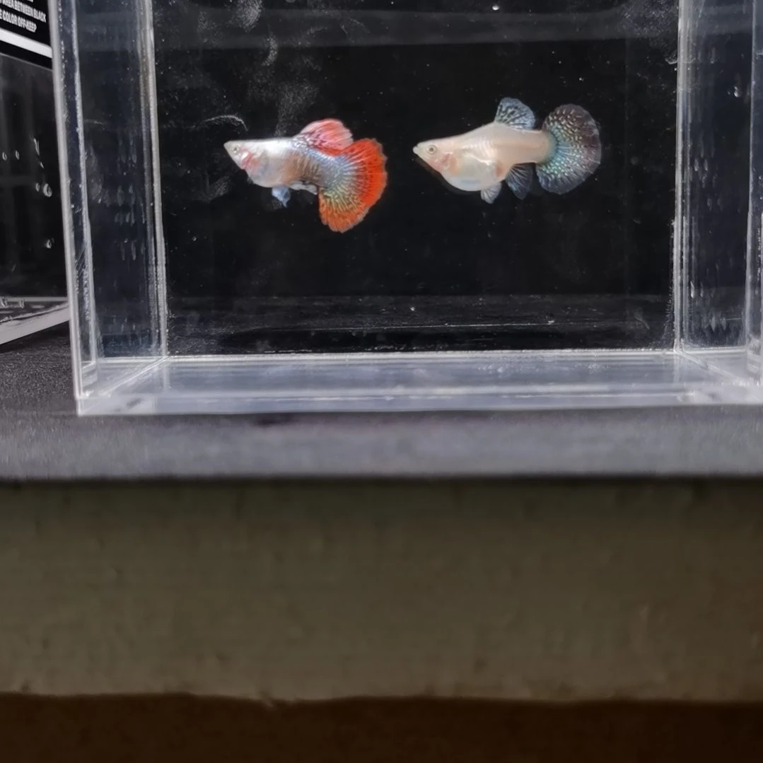 孔雀鱼编号45龙鳞球