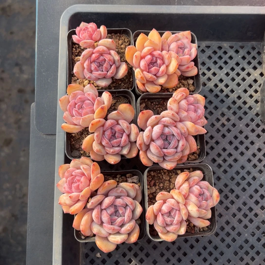 6个双头星影长杆子0000000000