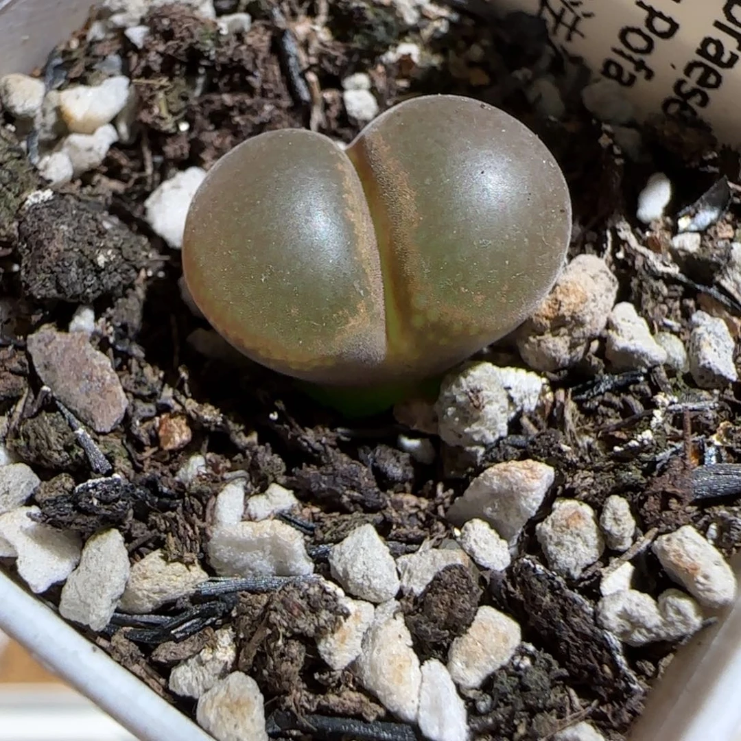 肉锥多肉植物组合-帕法德1261