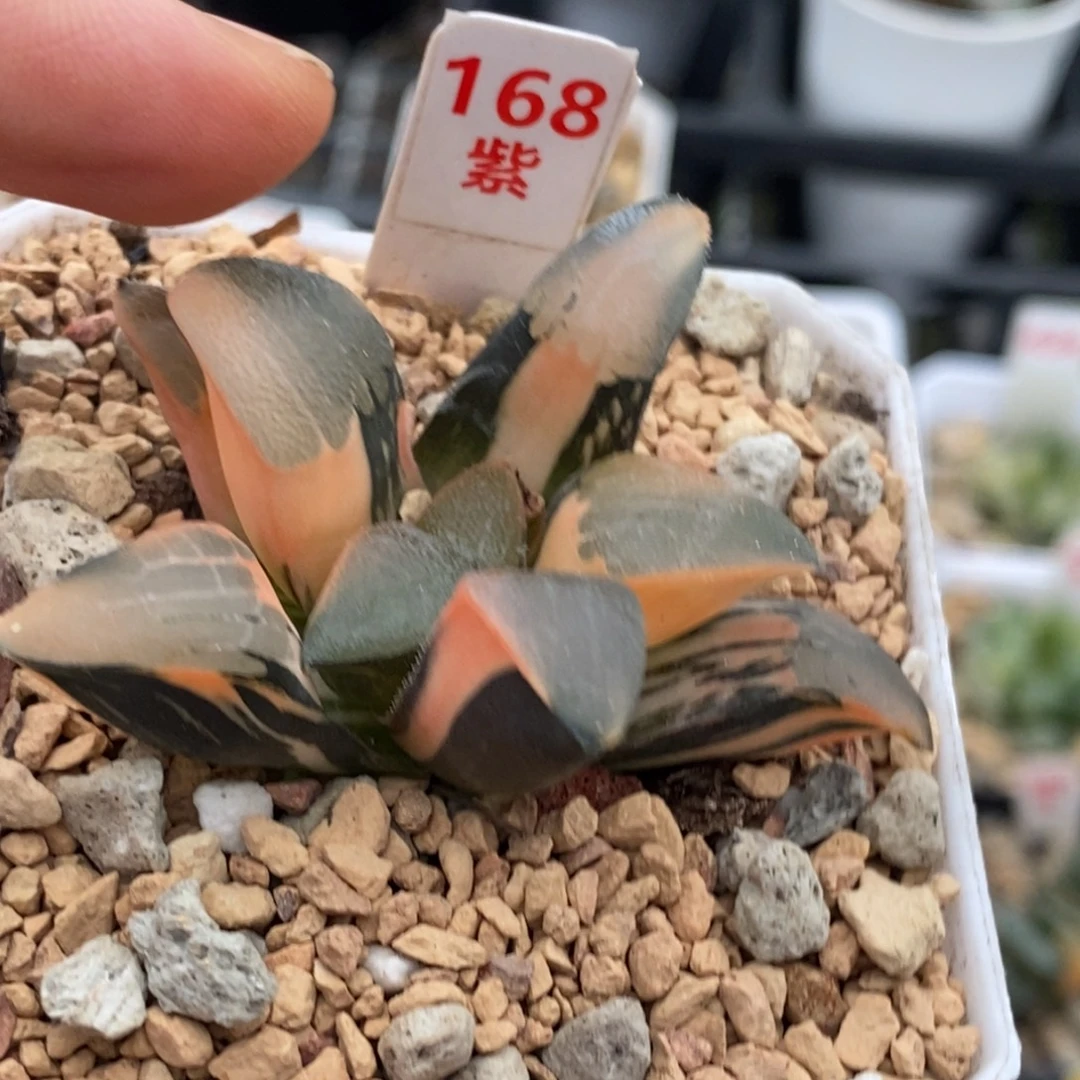 168号丘比特克锦多肉