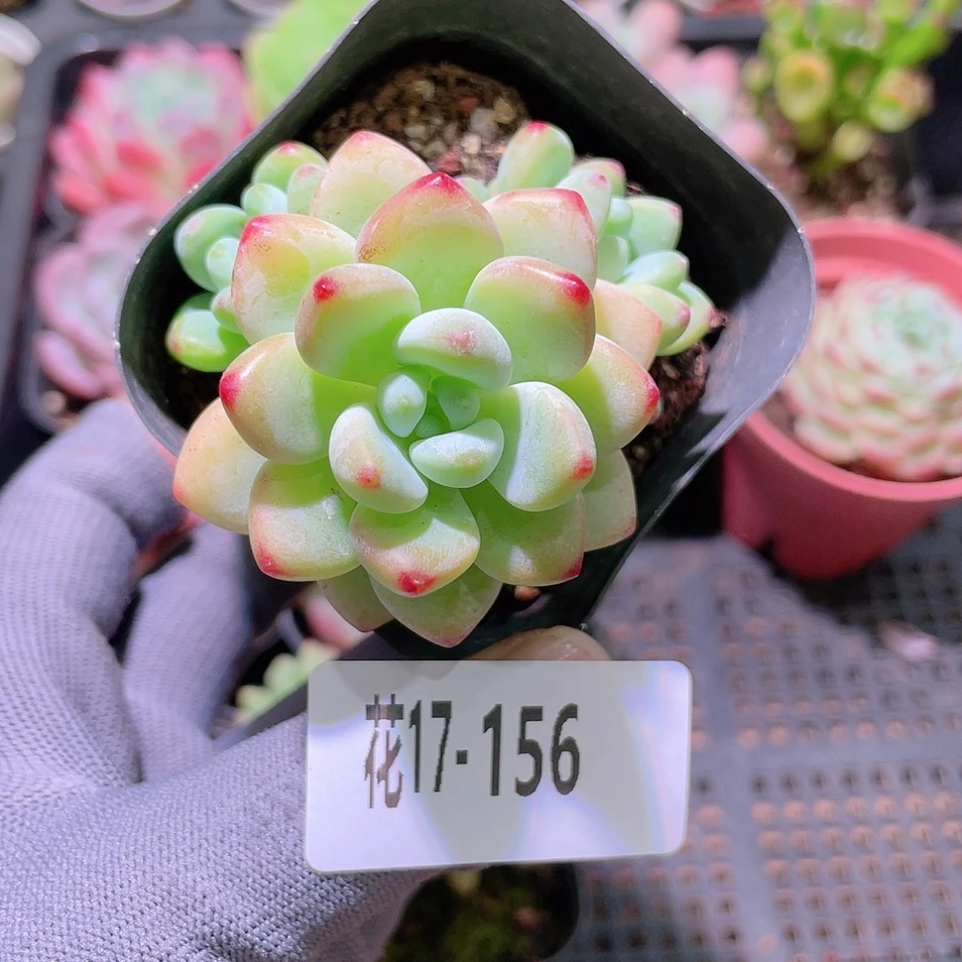 花利美17-156罗琦