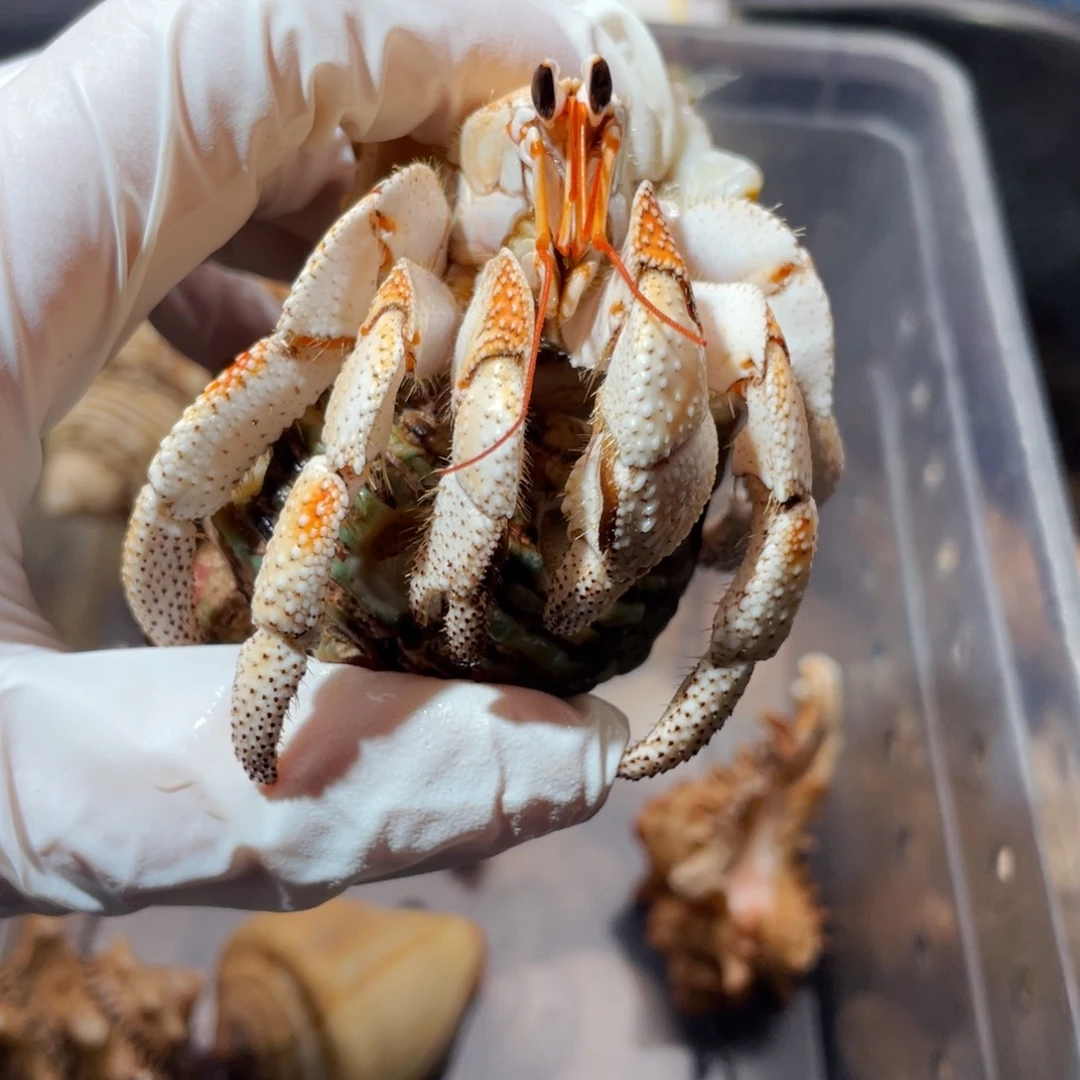 蜗居异宠寄居蟹，0315白草