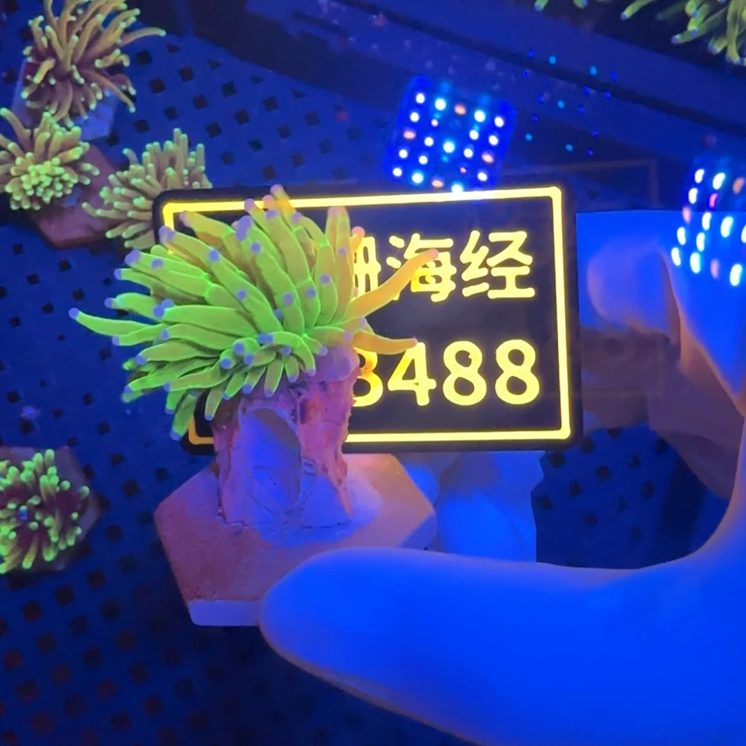 O***家纽扣珊瑚又又不包邮圣杯B488