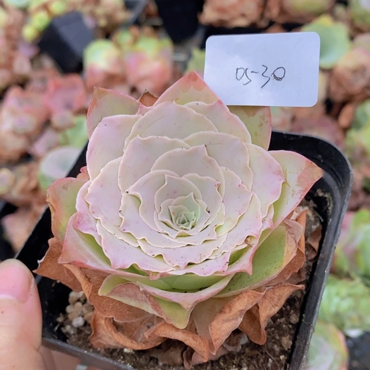 山地玫瑰蕾丝福利一颗0530
