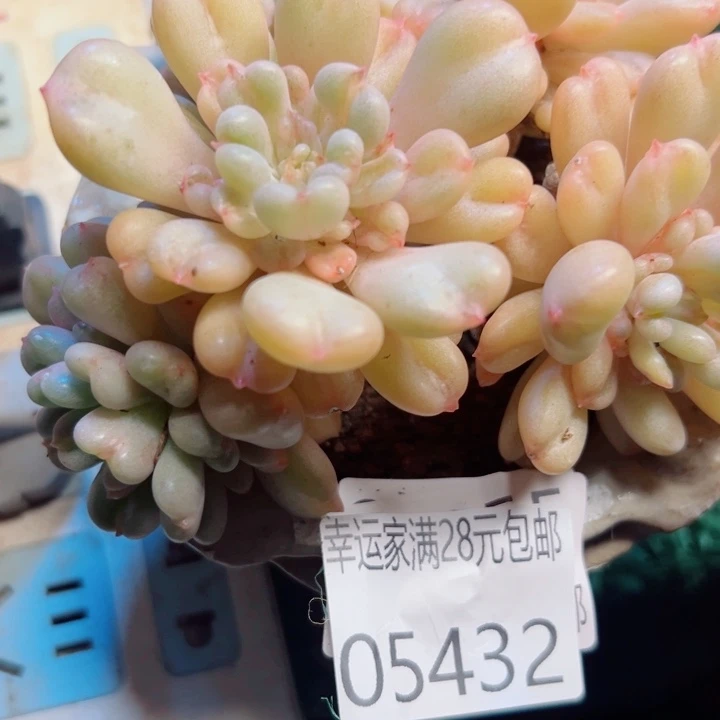 幸运的是我还没遇到你呢我