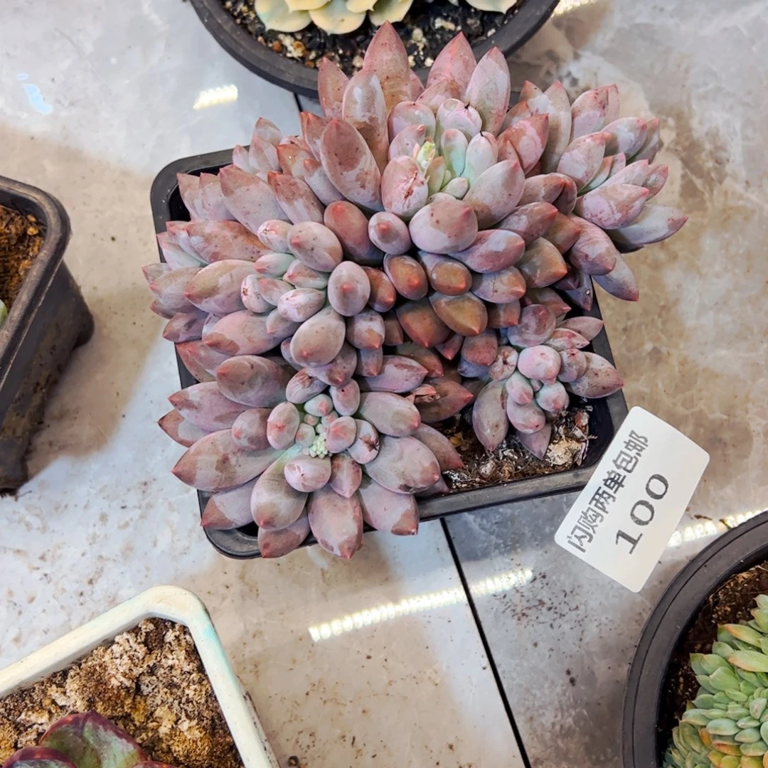 情***¹多肉植物组合盆栽所罗门100