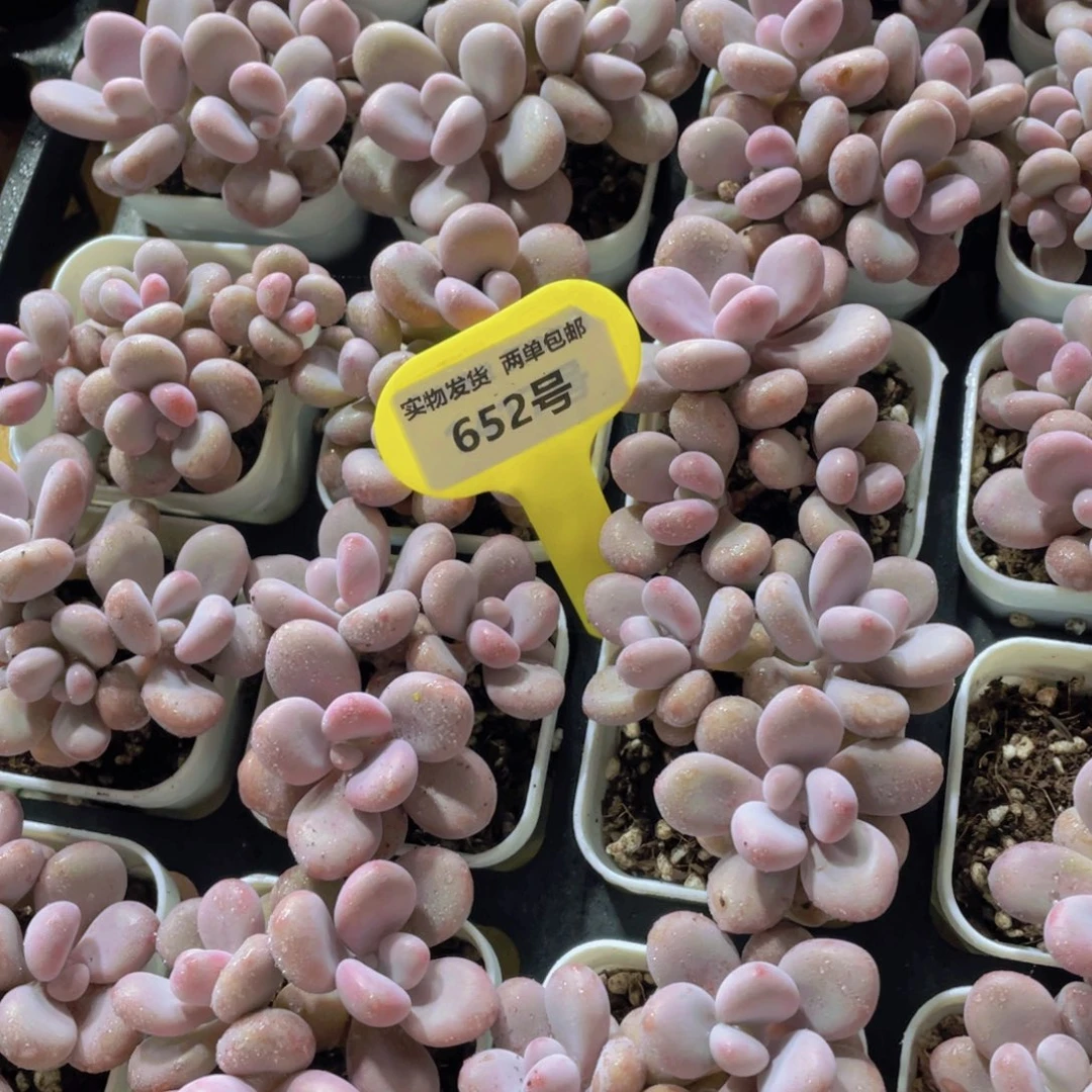 652号 丸叶粉桃蛋多头群一个