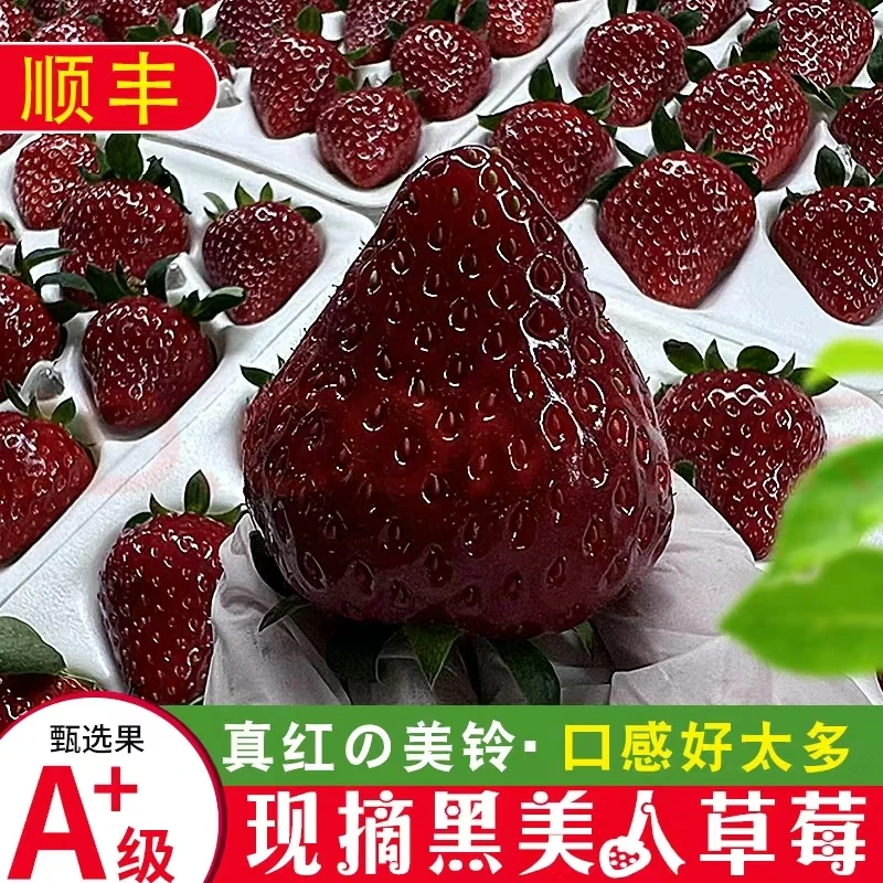 顺丰空运真红美玲黑草莓新鲜水果礼盒黑美人黑珍珠现摘过年不打烊