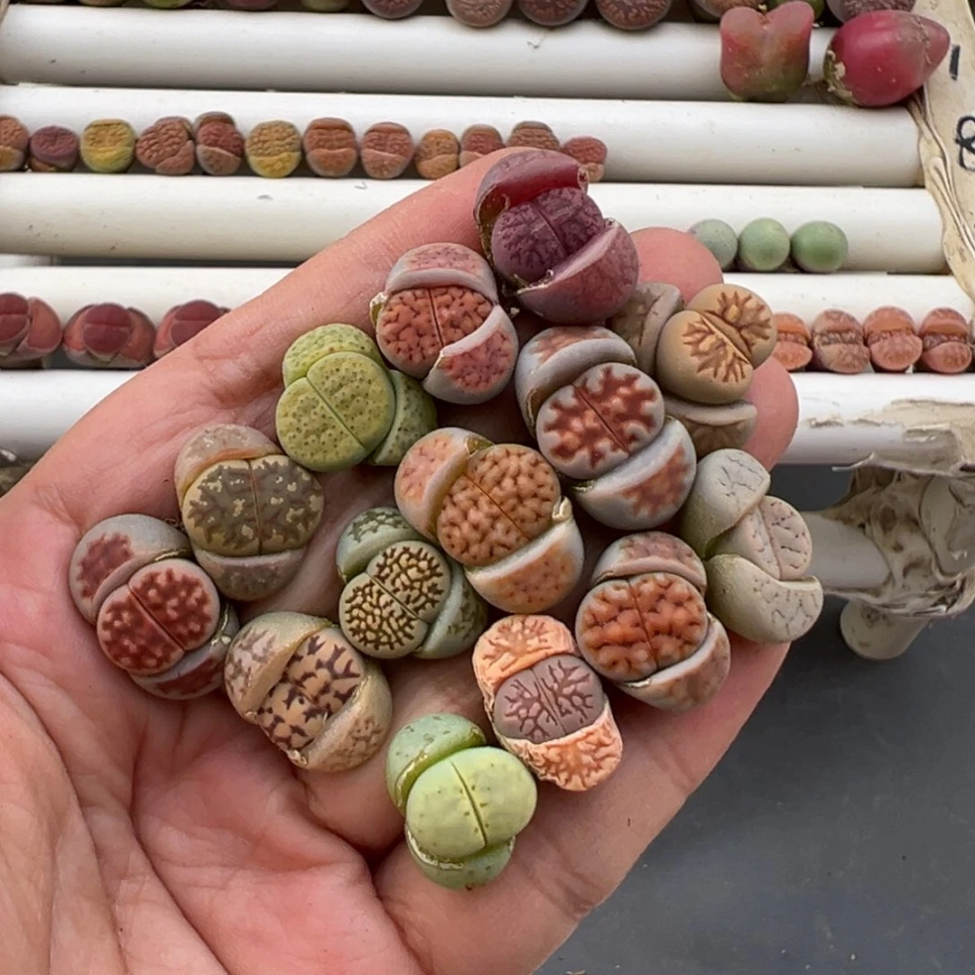 3.9好看的多肉脱土发货778