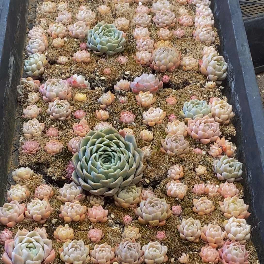 232多肉植物保护研究所所长助理