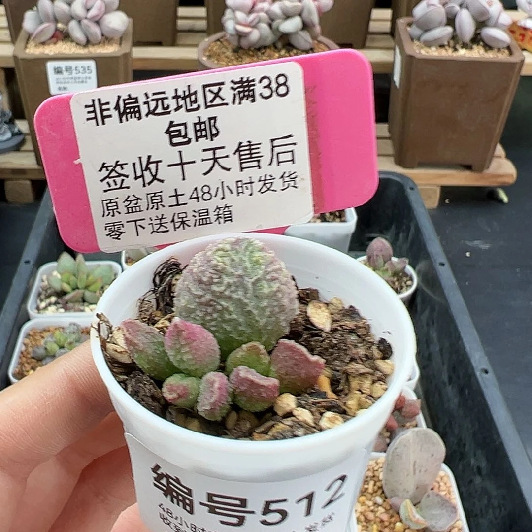 512冰魄多肉植物