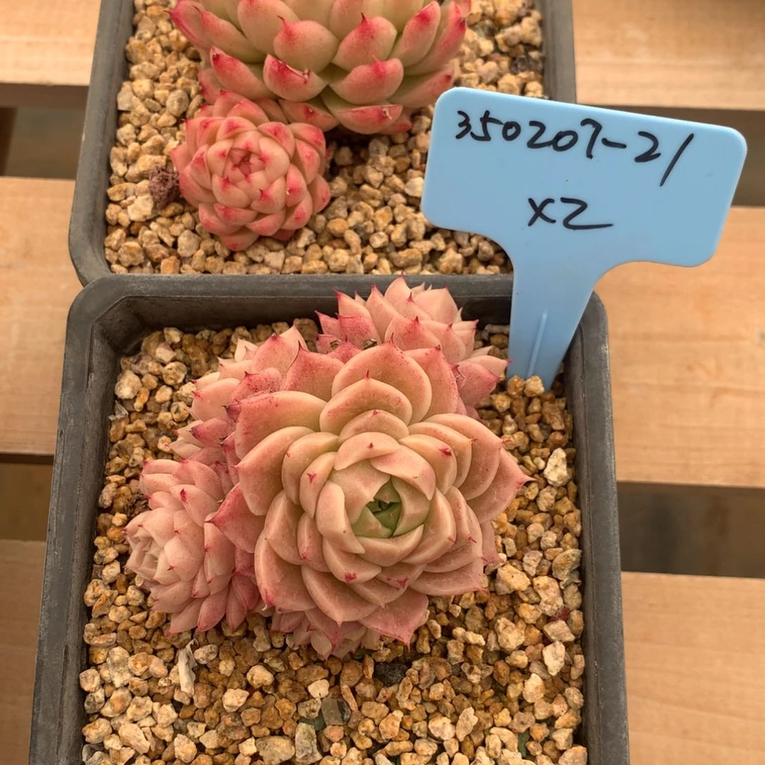 思****350207-21冬云杂2不包整