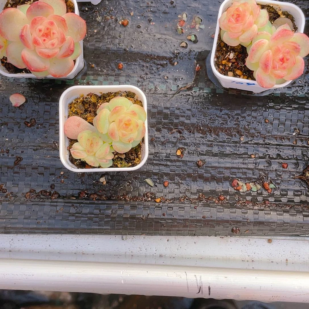 洁****?T109 甜心四头中盆不包整一个满25包邮