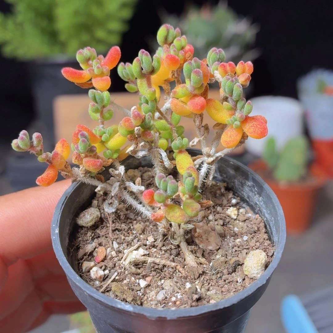 红宝石枝干多肉9.9包邮发货