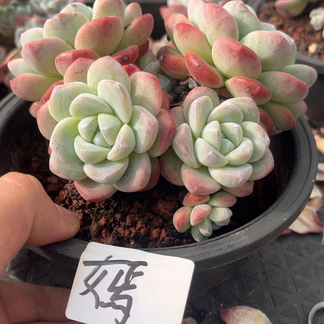 嫣专拍冰玉老桩群生