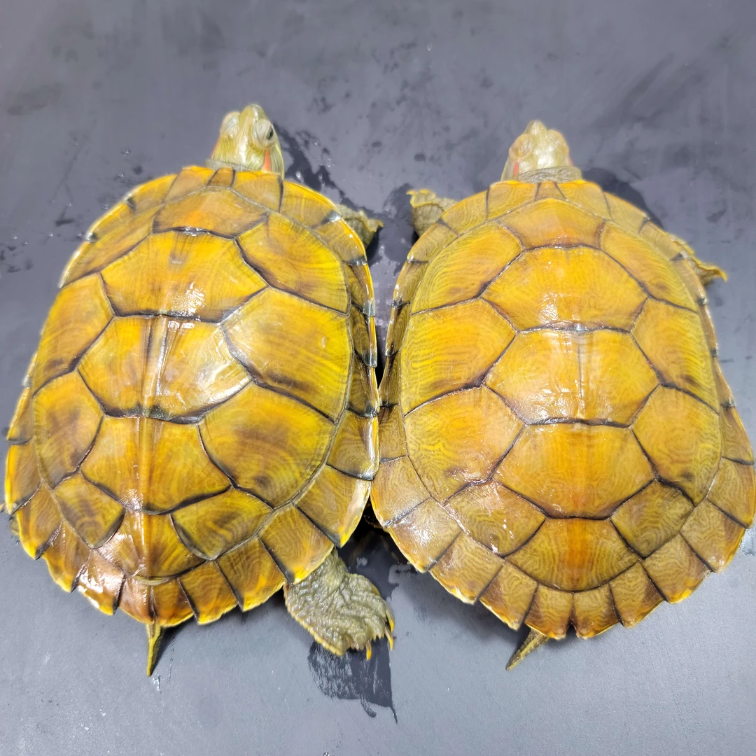 直播专用链接宠物龟巴西龟花龟草龟黄耳火焰地图甜甜圈鳄龟金钱龟