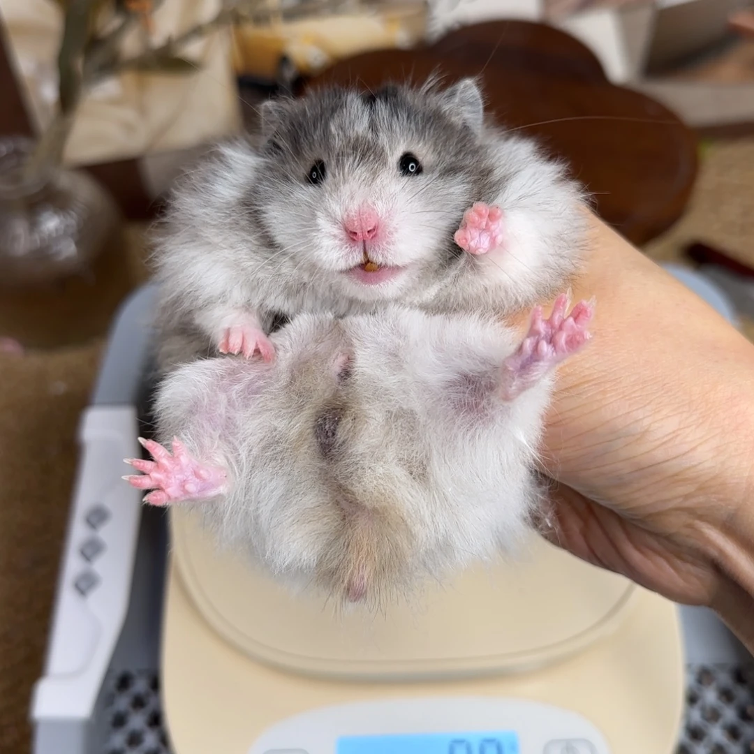 黑波弟弟8.03生日138g