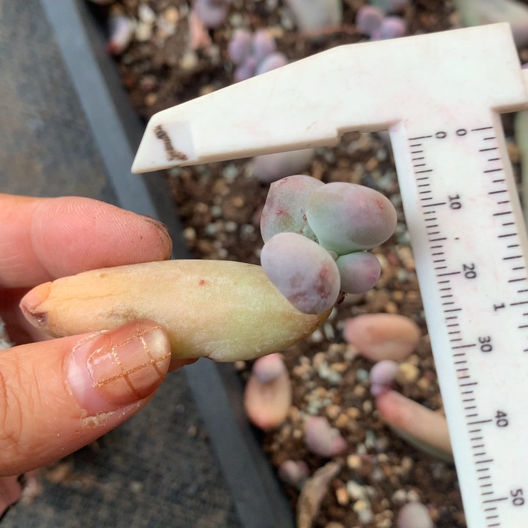 米可奶黄米可精品韩国奶酪多肉