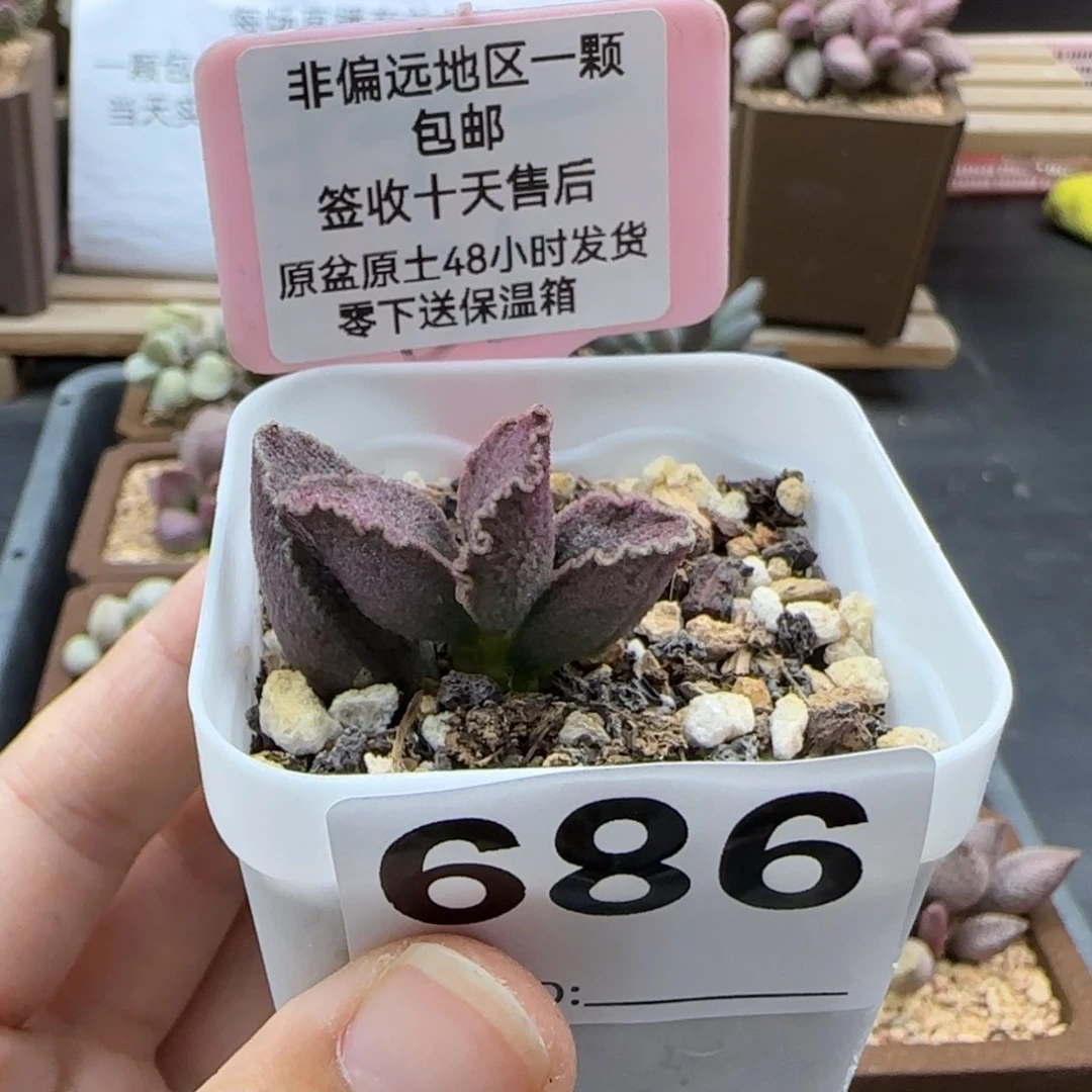 686昭君多肉植物