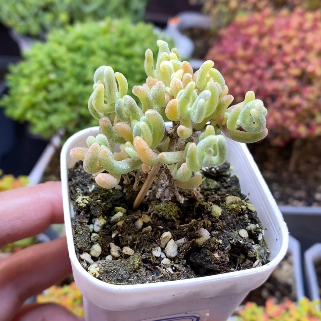 无花朵186号橙叶锦枝干