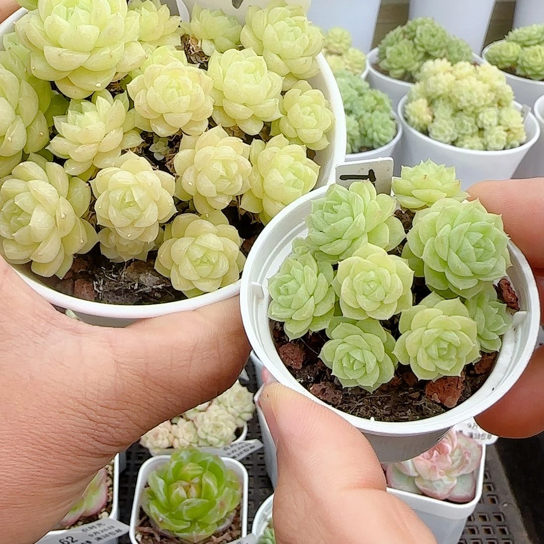 *****【闪购商品】0926-65（ttp-117）