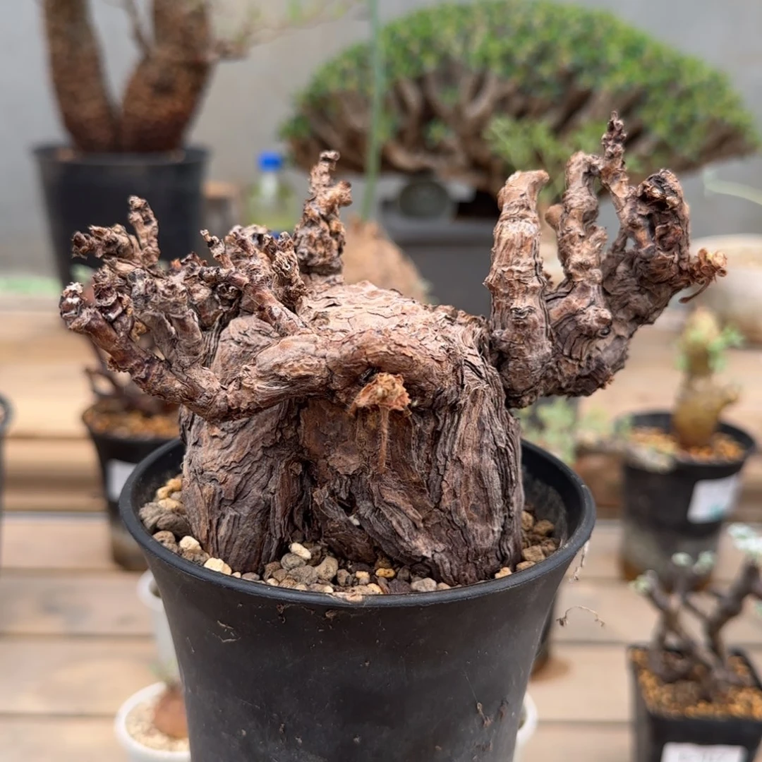 476枯木洋葵块根植物