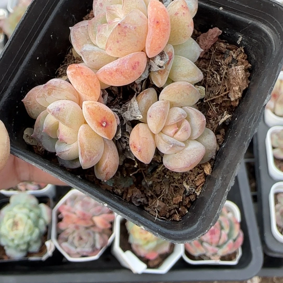 小卡拉米糖心一物一拍