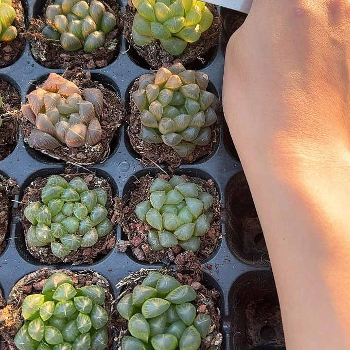 直播福利一物一拍28