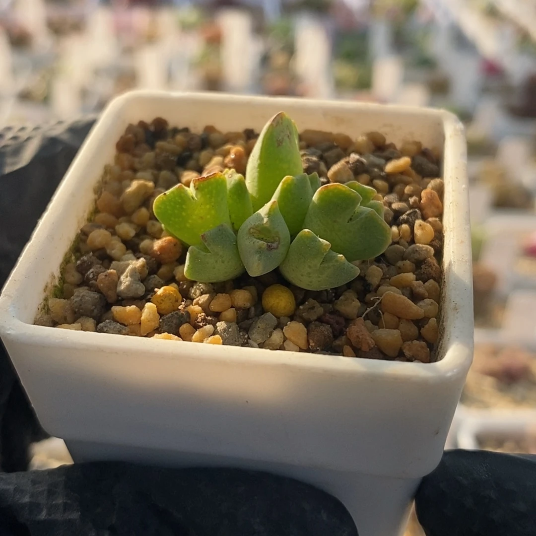 一物一拍麋鹿角肉锥10头群生