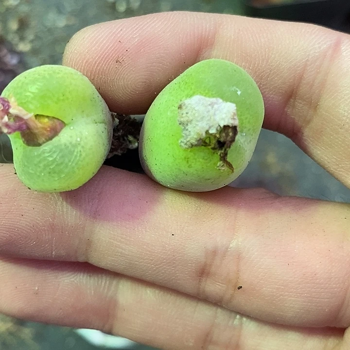 5103两颗大翠光。