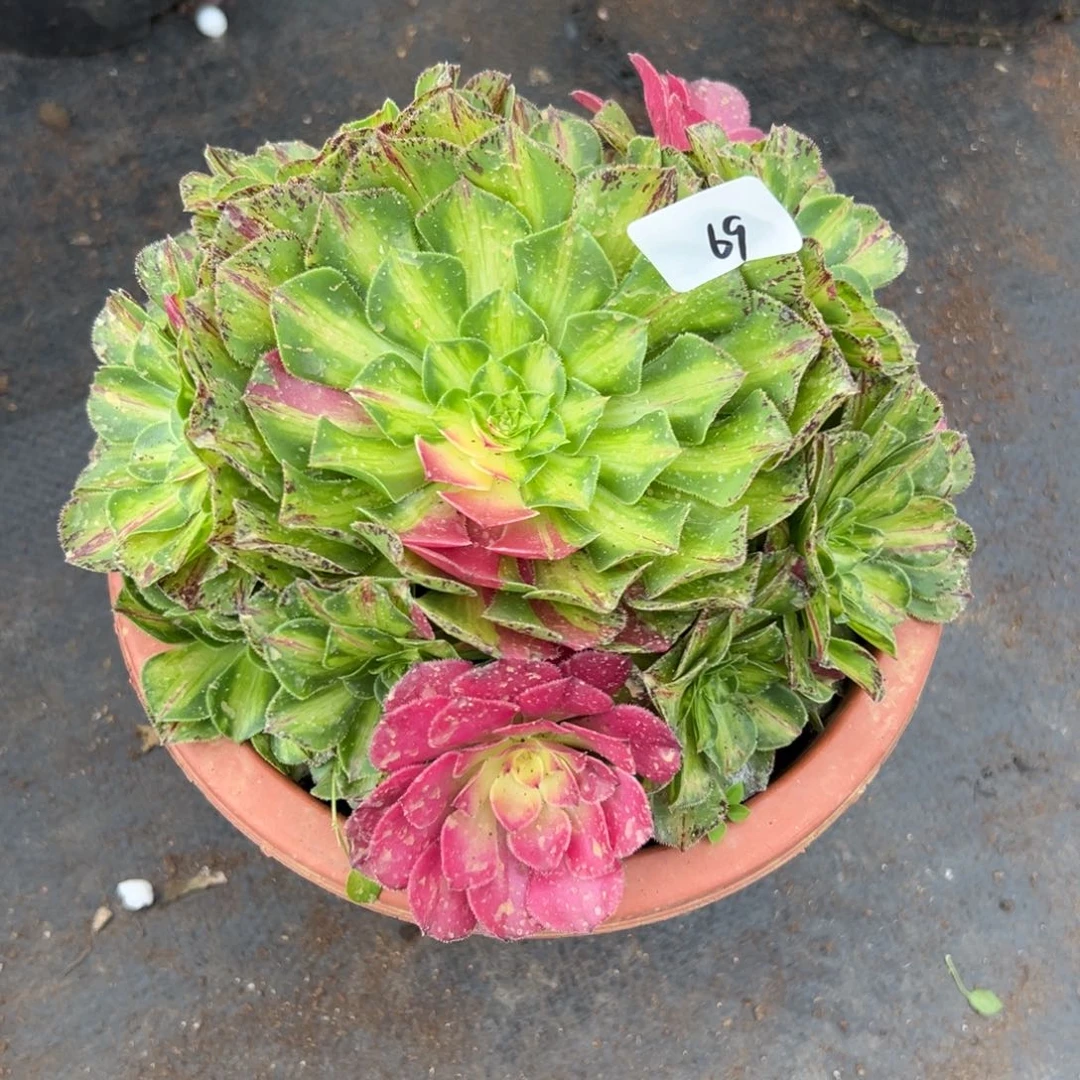 69知否多肉植物系