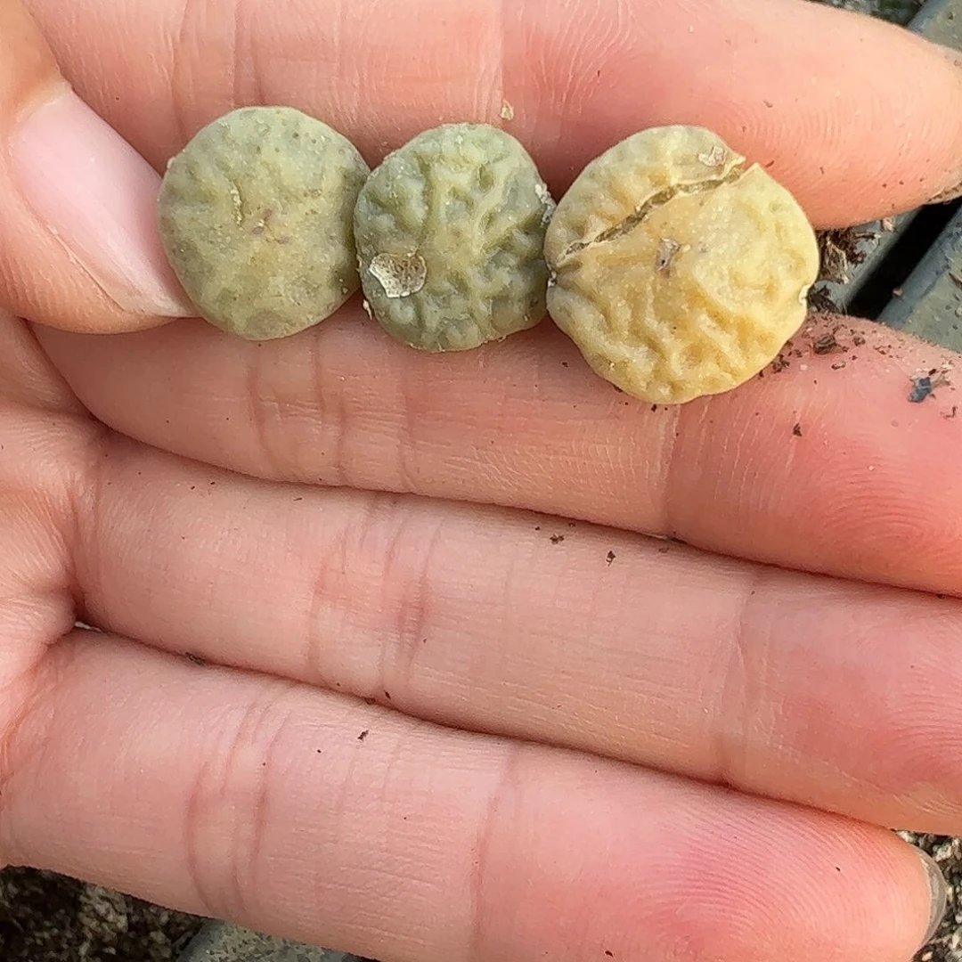 量拍以下1颗超级烧麦。792