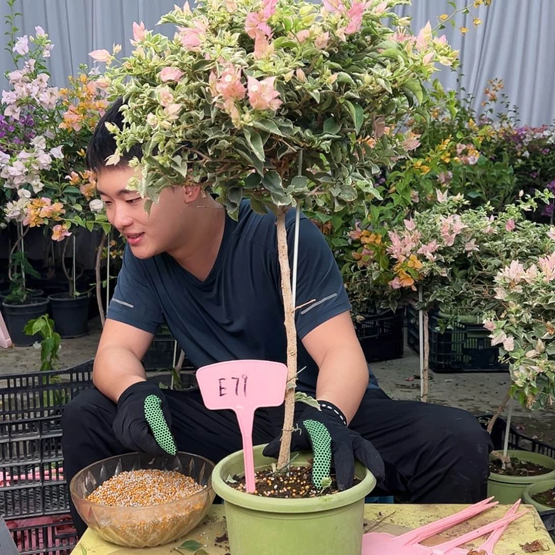葵***籽当前无花栽培后可以开花E79少女心