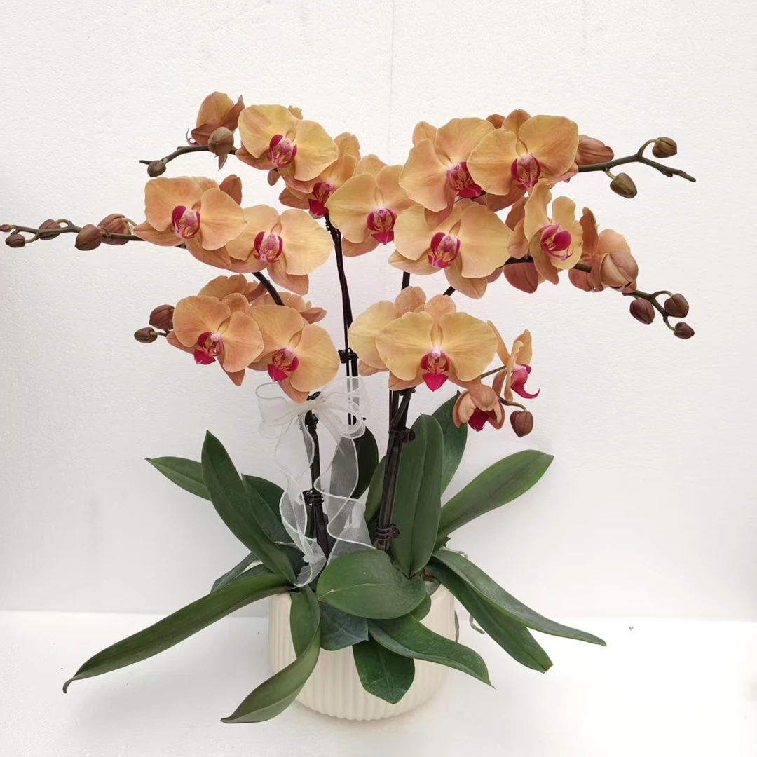 复古色系焦糖蝴蝶兰室内观赏大花型蜡质花瓣好养耐开