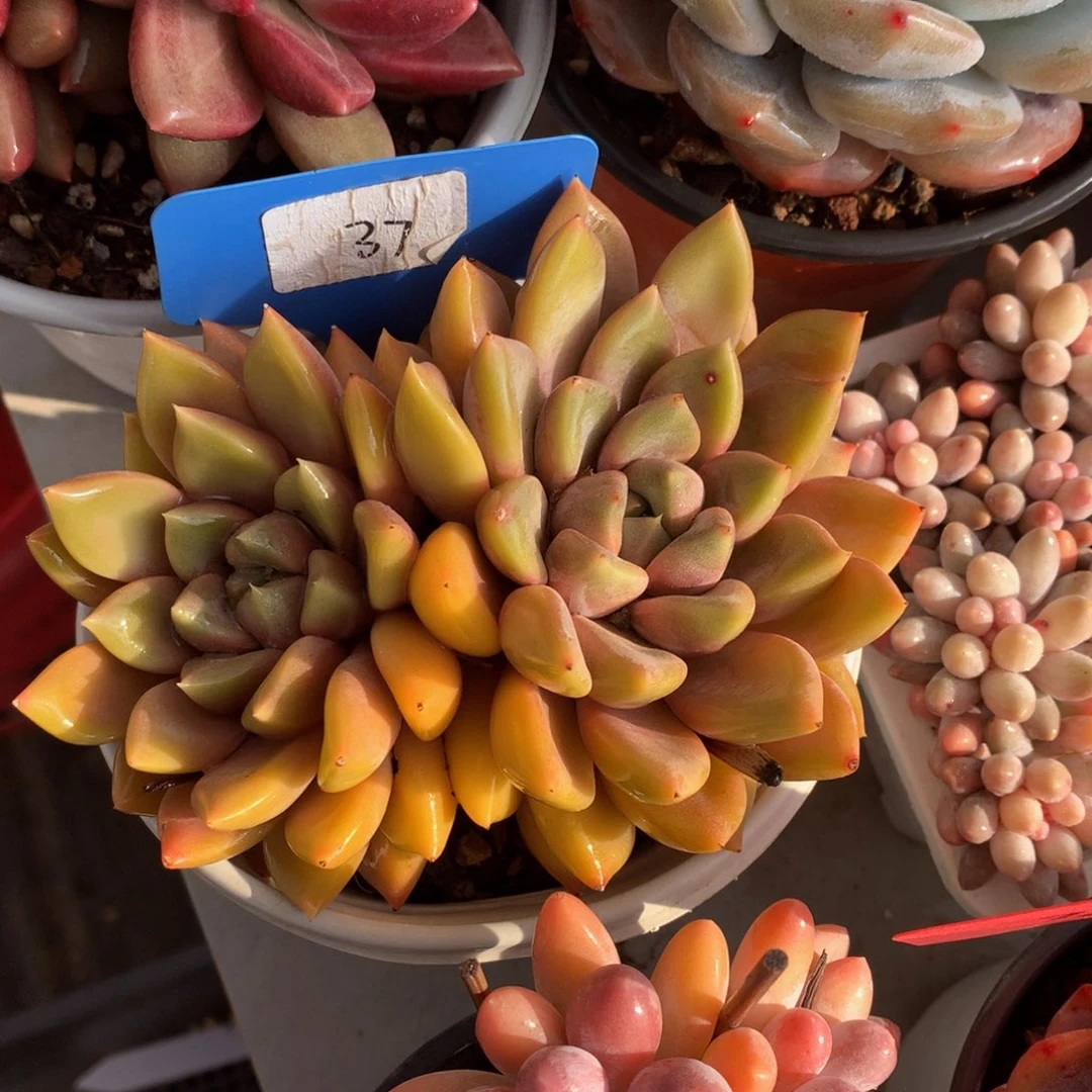 红象牙6262626267227