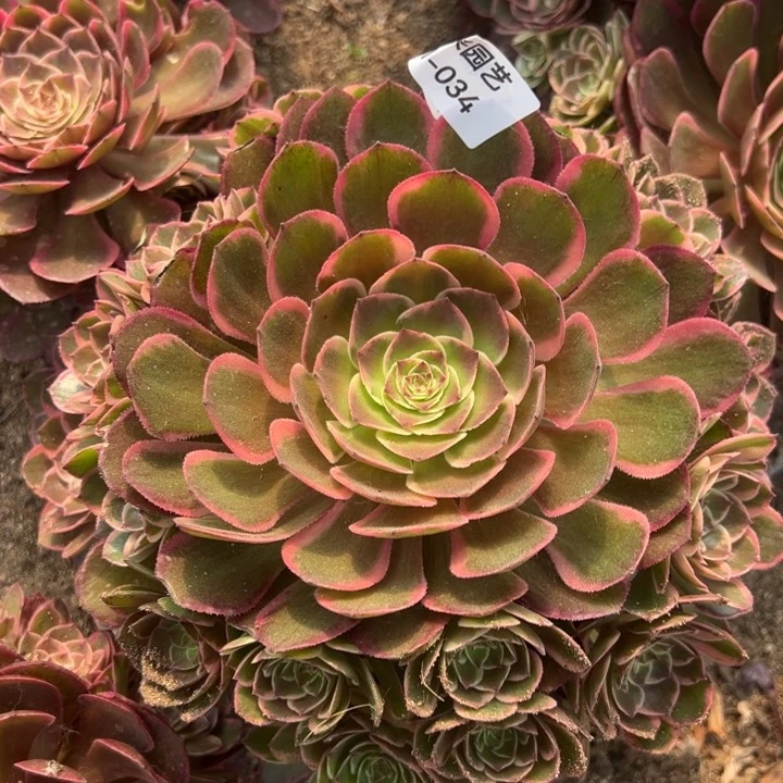 粉花妖手捧多肉植物034