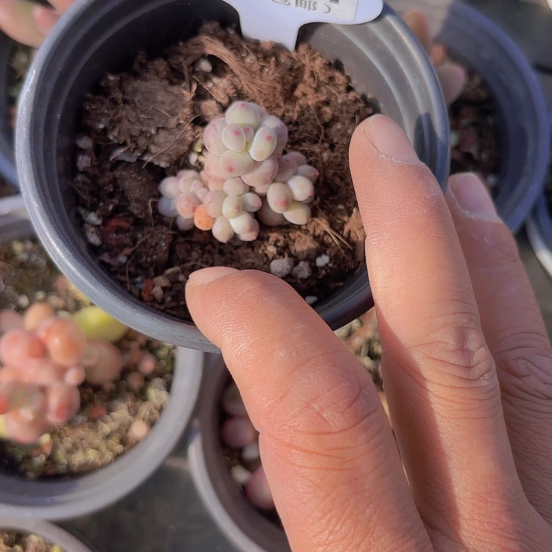 蔬****热D921萤火虫一物一拍