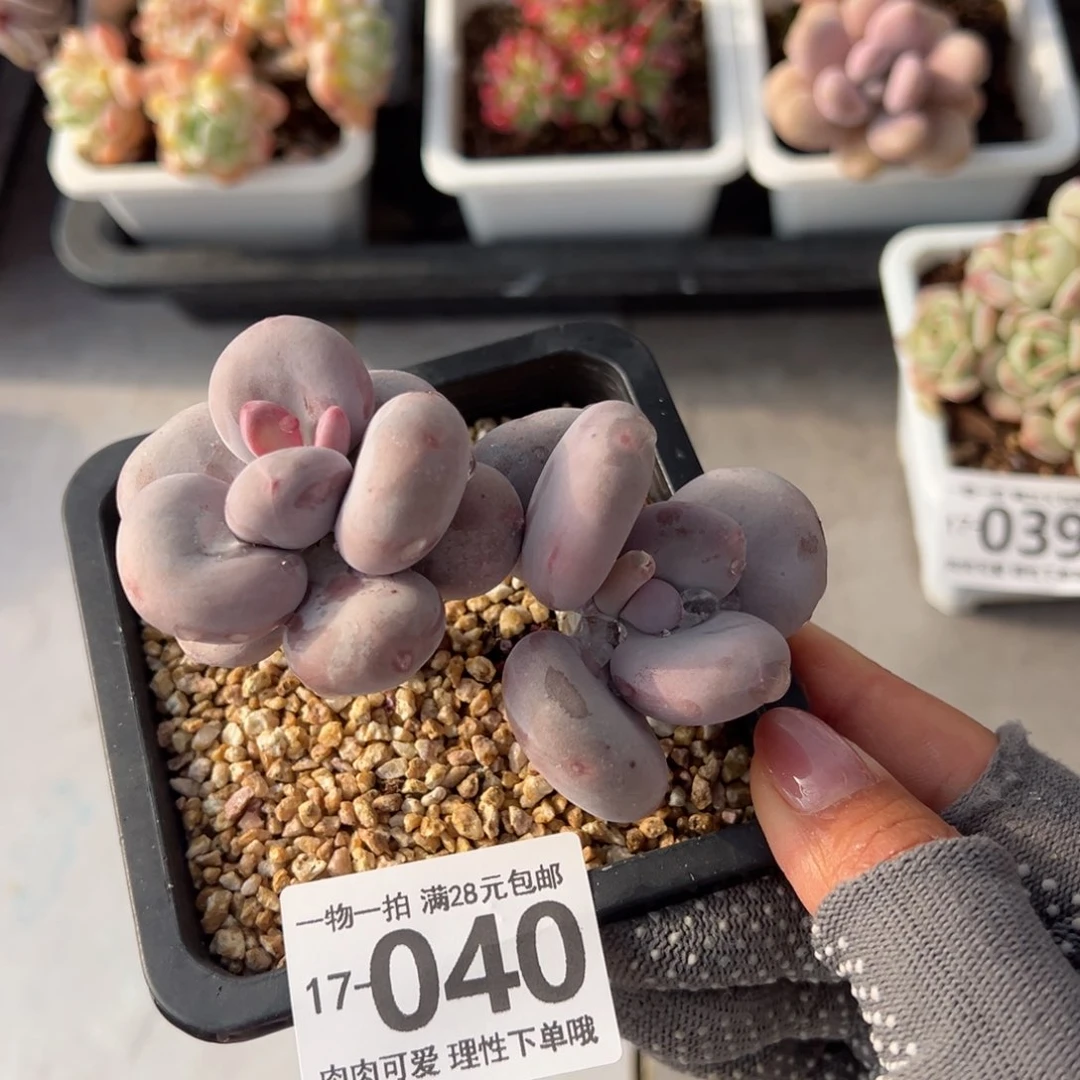 大叶奶多肉多多肉多肉