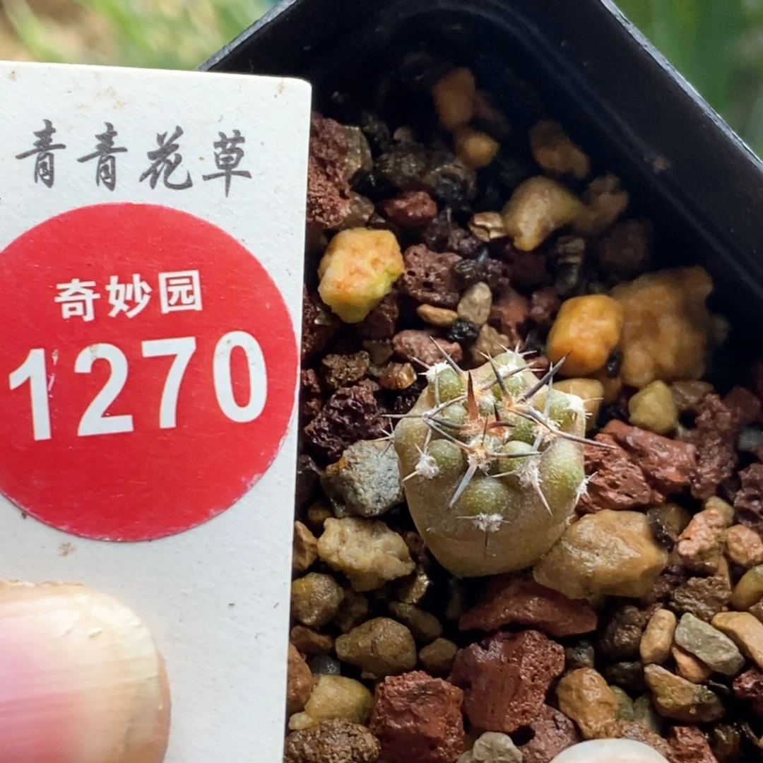 实生逆豹丸1.2cm