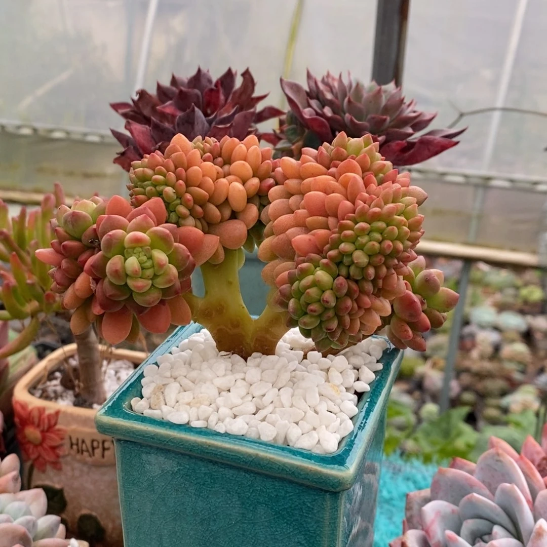 香格里拉多肉植物盆栽多肉