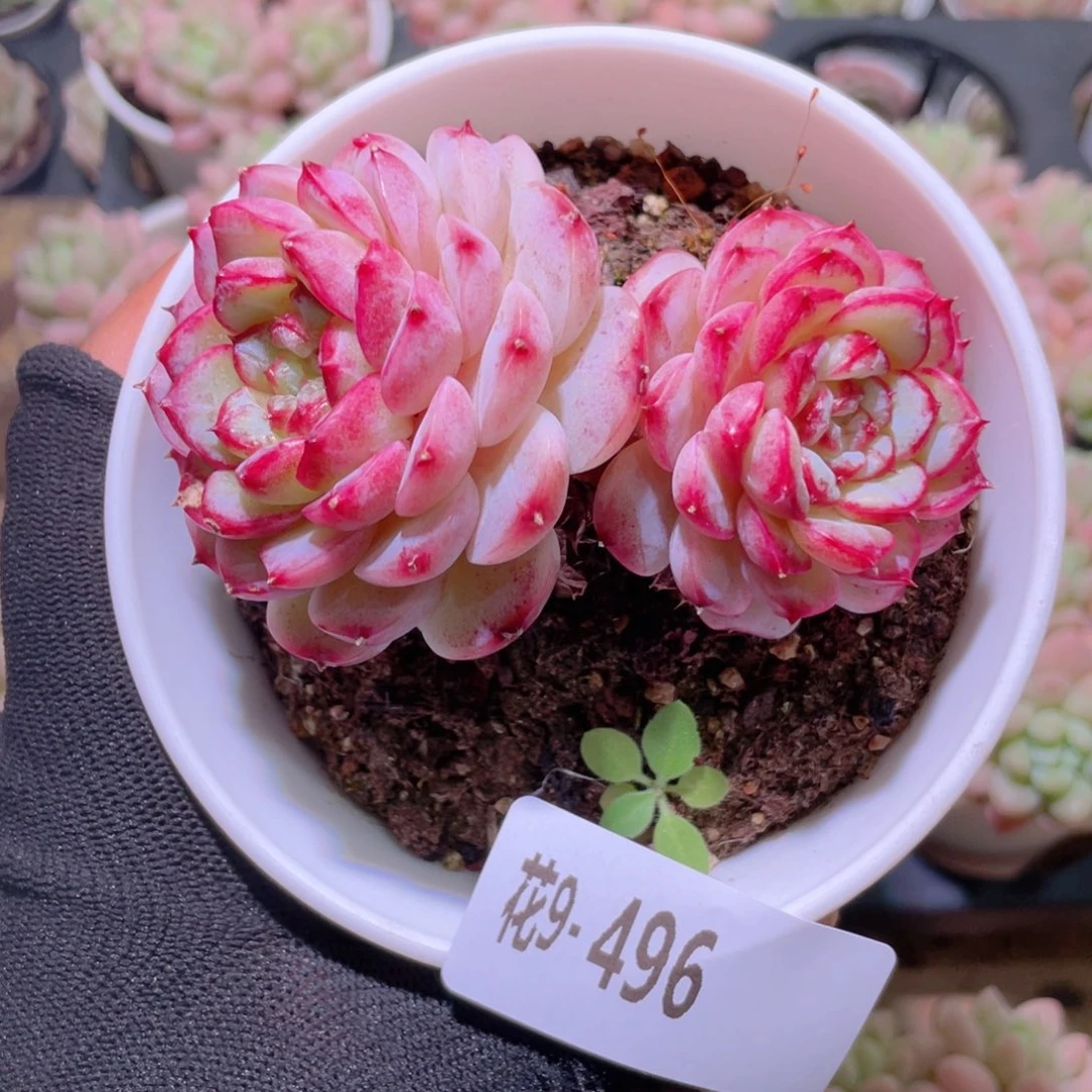 笑***天花利美9-496天鹅绒