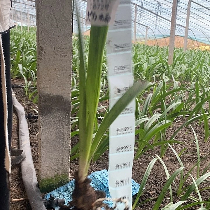 全部花朵斯嘉丽铃声3厘米672号