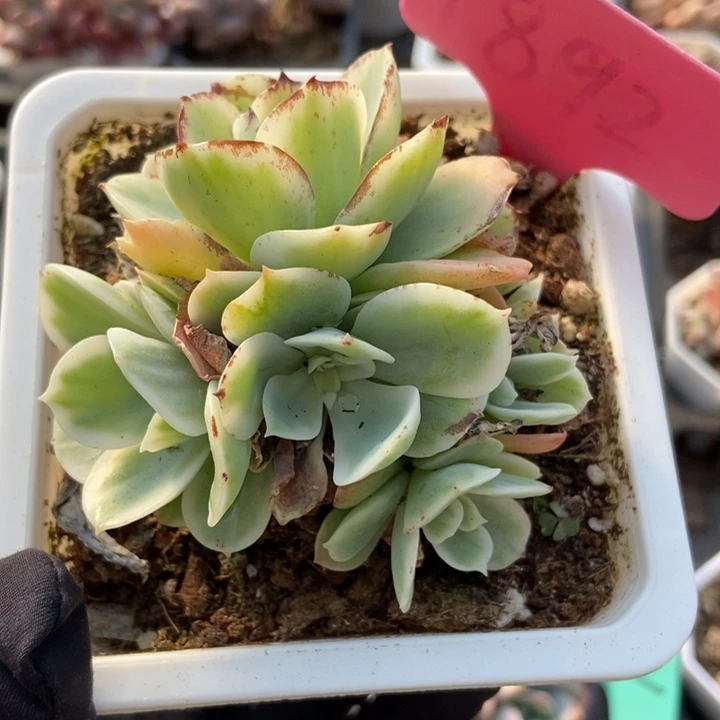 1892柠檬玫瑰锦多肉植物