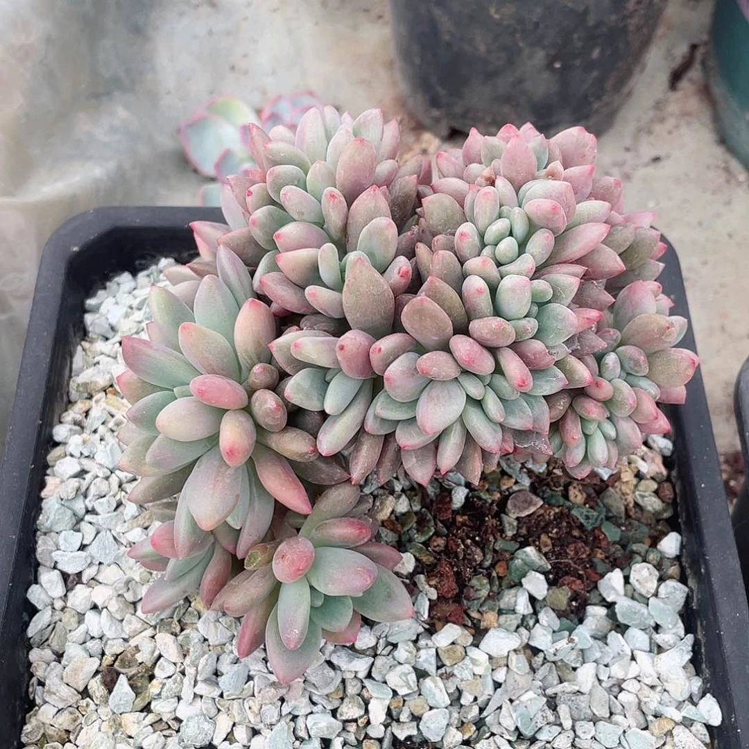桃花源缀化包邮多头