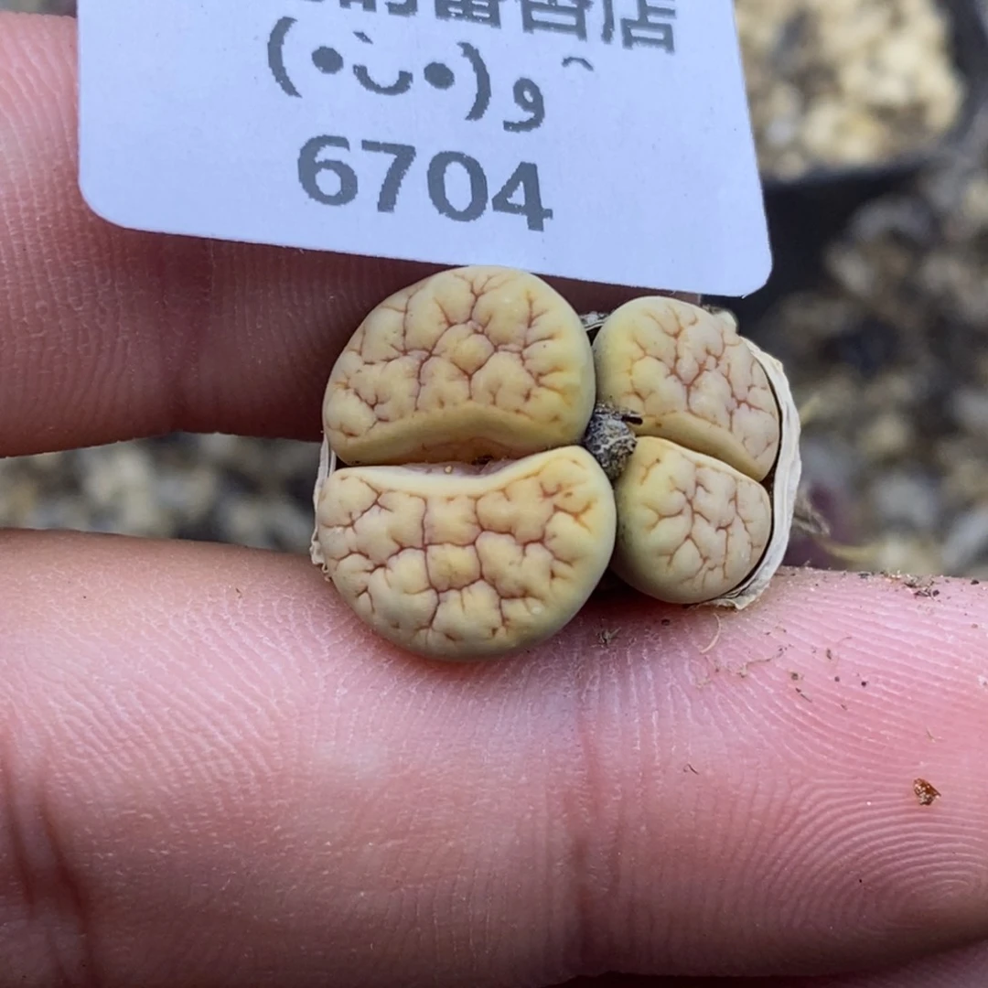 杠***精6704。18包邮.当天凑哦。新疆西藏88包邮